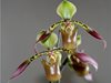 Paphiopedilum Lowii 